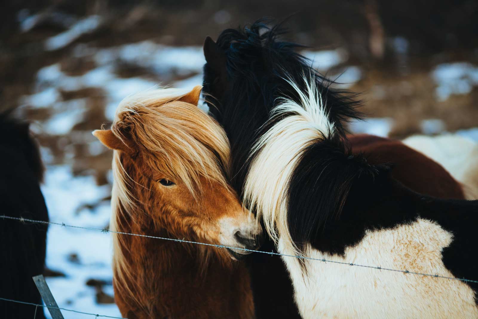 relationship-with-horses