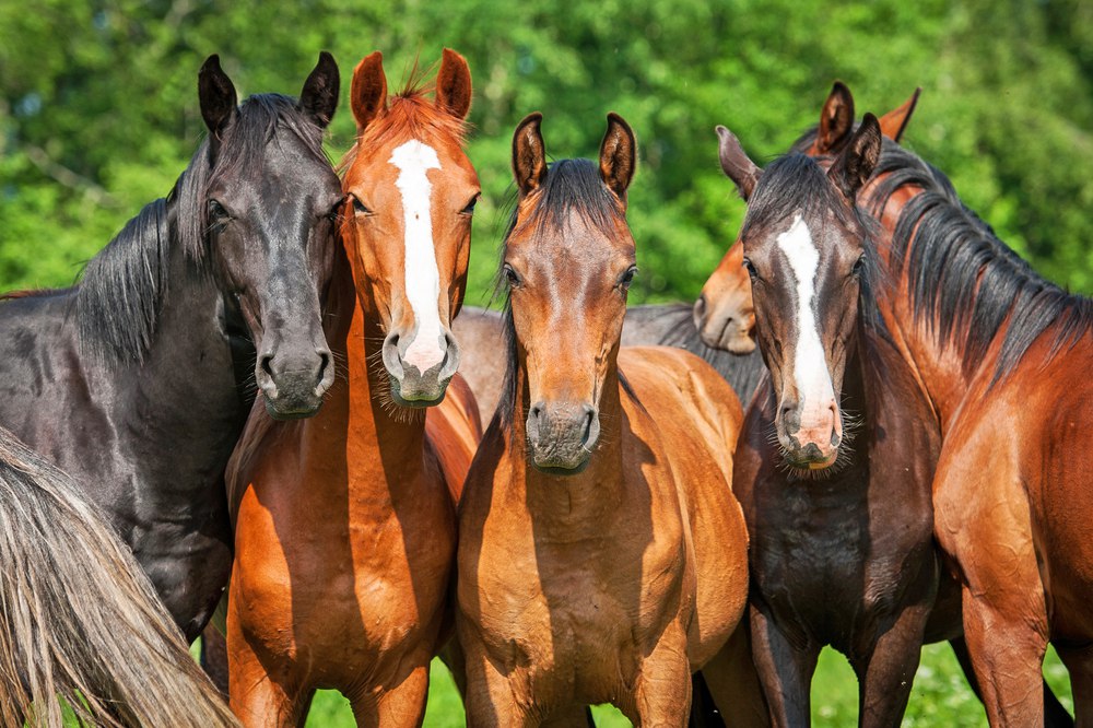 10. horses in group copy 2